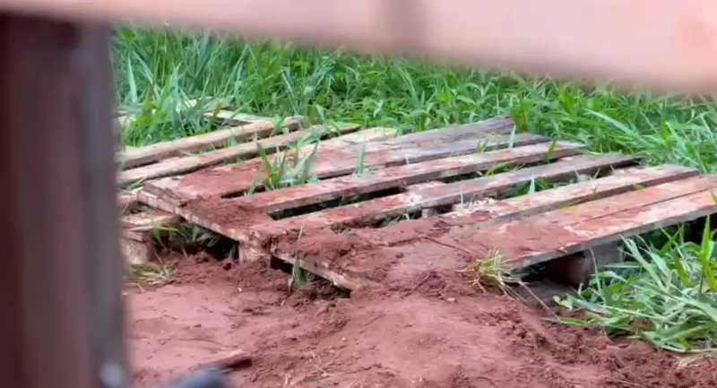 Buraco onde a cadela foi enterrada viva — Foto: Alysson Maruyama/TV Morena
