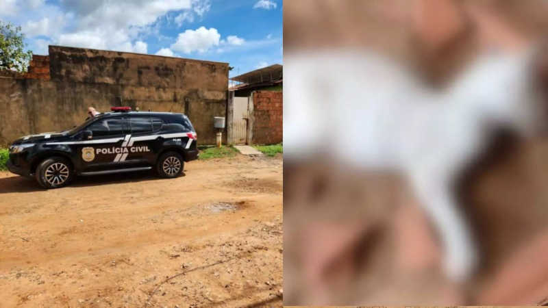 Mulher mata filhote de gato a tijolada e vai presa em flagrante em Campo Grande, MS