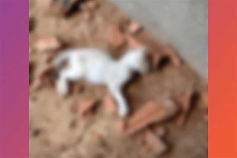 “Faria de novo”, diz mulher que matou gato a tijolada em Campo Grande, MS