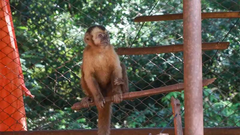 Macaco-prego resgatado em Amambai (Foto Paulo Francis)