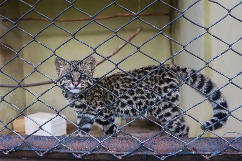 Parece gatinho, mas é uma jaguatirica, mais uma vítima do ser humano. (Foto: Paulo Francis) 