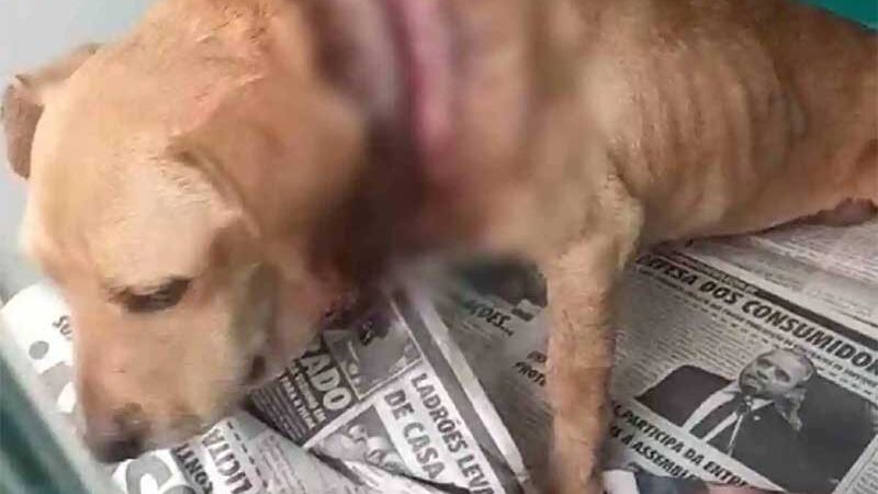 Cachorra com corte profundo provocado por corda no pescoço é resgatada pela polícia em MS; VÍDEO
