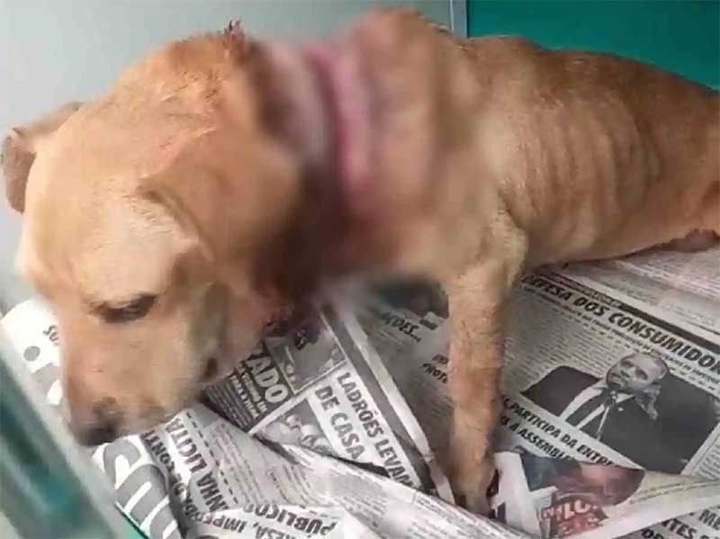 Cachorra com corte profundo provocado por corda no pescoço é resgatada pela polícia em MS; VÍDEO