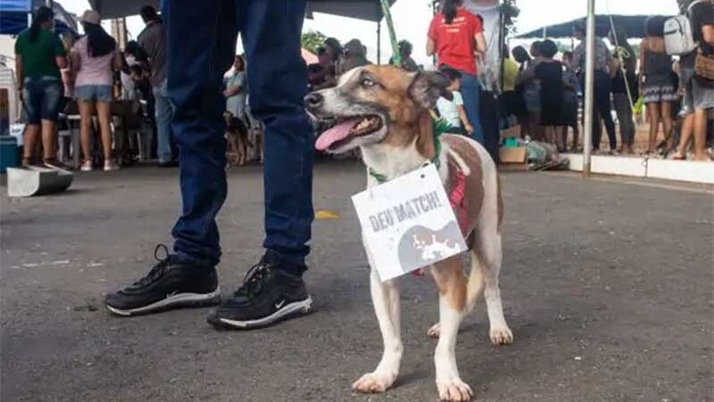 Evento de adoção de pets, em Cuiabá (Foto: Prefeitura de Cuiabá)