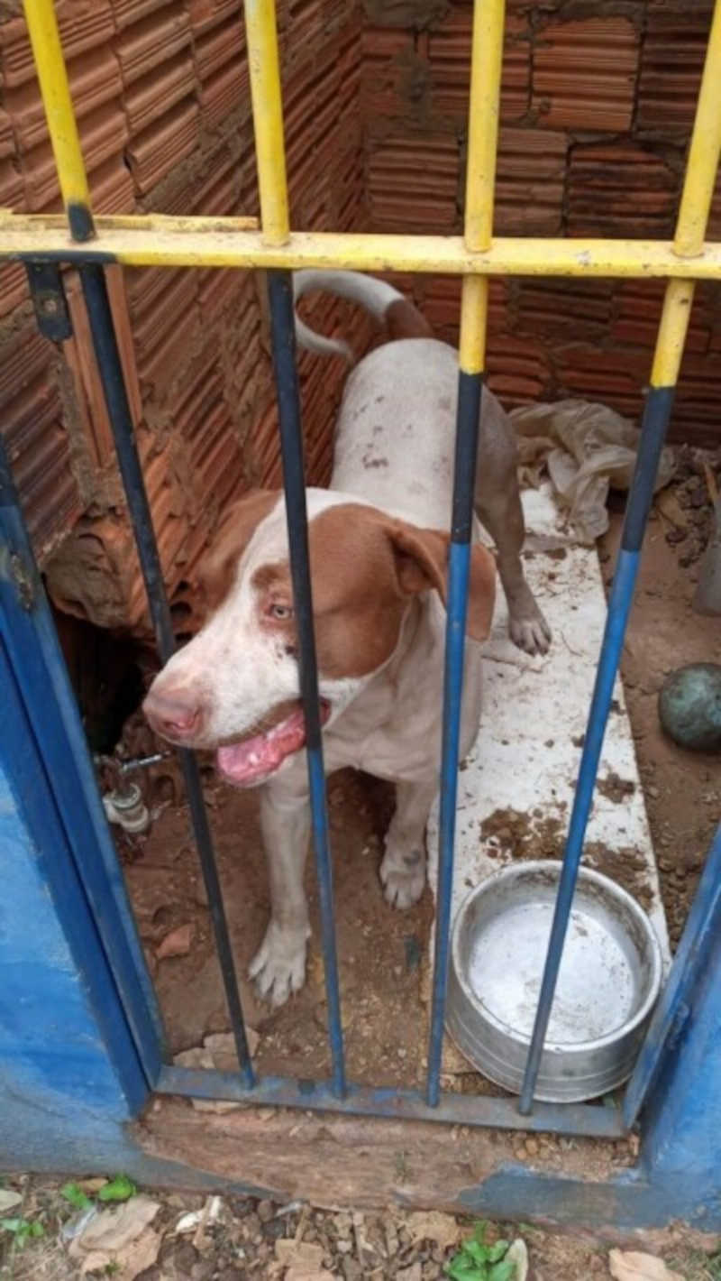 Ministério repassará R$ 250 mil para associação castrar cães e gatos em Dourados, MS