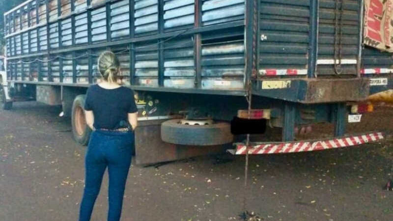 O caminhão foi encontrado abandonado com cerca de 24 cavalos - Crédito: Divulgação