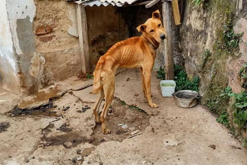 Mulher é autuada por deixar cachorros morrerem de desnutrição em Porto Murtinho, MS