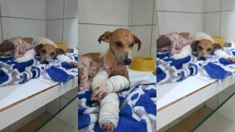 Encontrado na estrada com patas quebradas, cão fará cirurgia e precisa de ajuda em MS