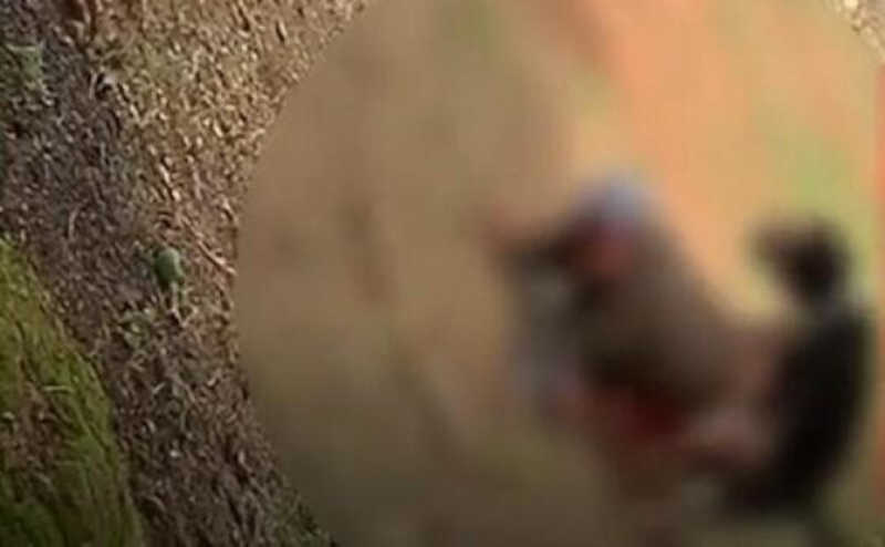 Morador de rua é flagrado estuprando cachorro em Mato Grosso