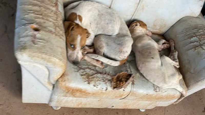 Cachorros são resgatados em situação de maus-tratos — Foto: Polícia Civil