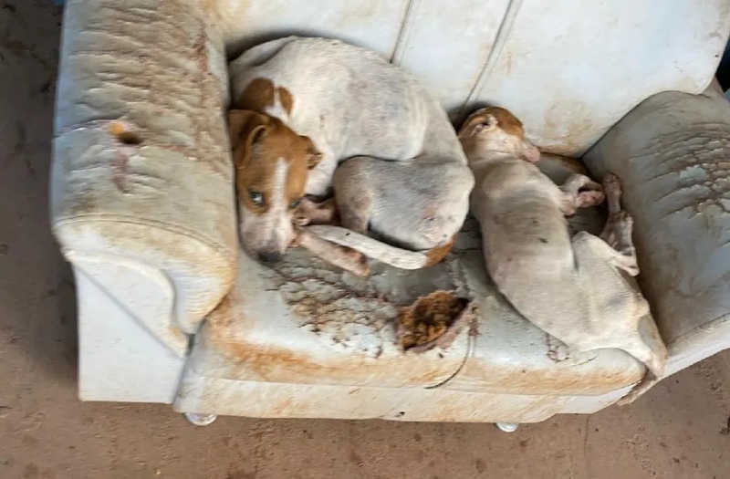 Três cachorros são resgatados em situação de maus-tratos em Confresa, MT