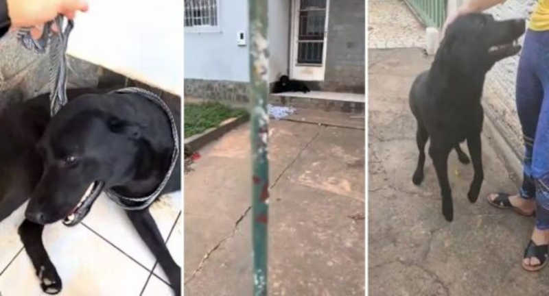 Família se muda e deixa labrador preso para morrer no quintal, em Cuiabá, MT; vídeo