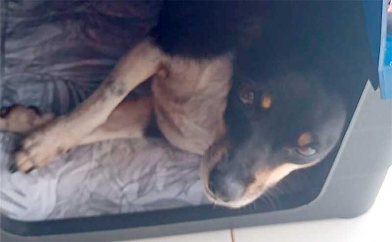 Cadela que esperou por mais de 2 semanas o tutor é resgatada no Nortão, MT