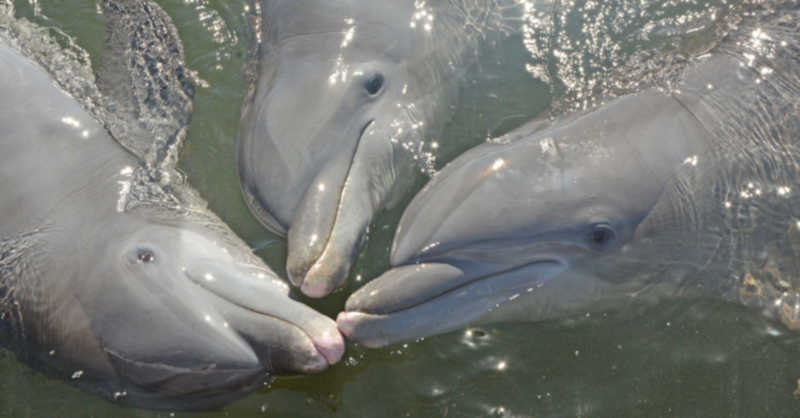 Golfinhos têm de “gritar” para compensar os ruídos feitos pelos humanos no oceano