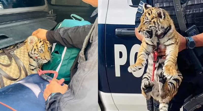 Polícia encontra filhote de tigre escondido no meio de malas em carrão
