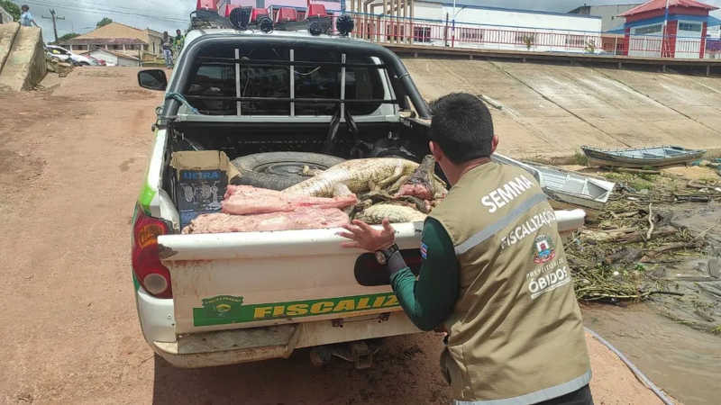 Semma apreende aproximadamente 200 kg de carne de jacaré durante fiscalizações na comunidade Poção, em Óbidos, PA