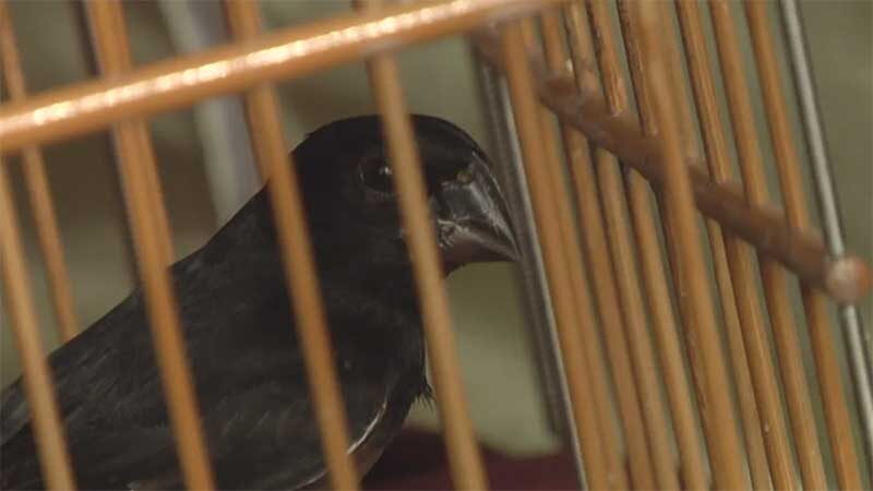 Trinta e três pássaros curió foram aprendidos pela polícia ambiental em um residência — Foto: Eder Rabelo/ TV Tapajós