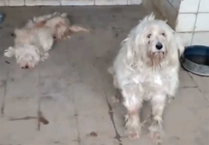 Polícia prende homem e resgata casal de poodles em condições precárias em Piancó, PB