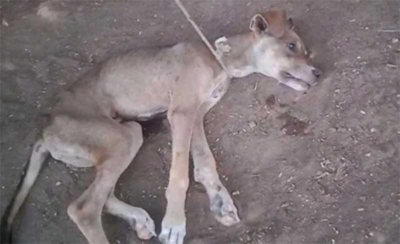 Cão que estava amarrado, sem comida, sem água e muito debilitado em curral clandestino é resgatado em Patos, PB