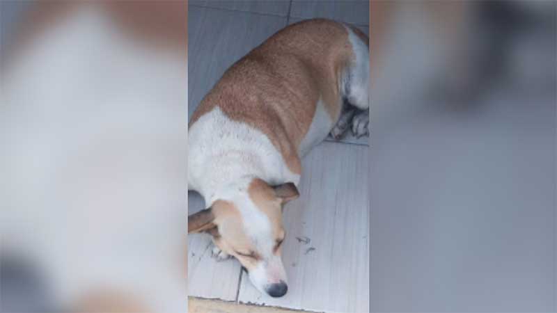 Internauta procura cadela de estimação que fugiu após se assustar com fogos da virada de ano, em Patos, PB