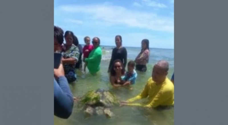 Tartaruga-marinha é encontrada bastante debilitada na Praia de Catuama, PE; veja imagens