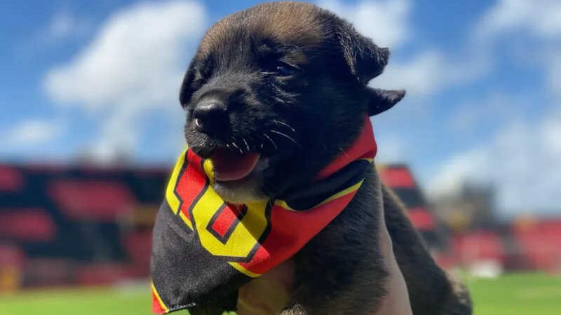 Cachorrinhos nascem na Ilha do Retiro e viram sucesso no Sport com campanha de adoção; vídeo