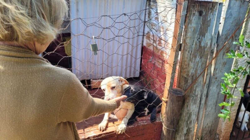 Aos 82 anos, Júlia Bortolassi dedica boa parte do dia para cuidar de 40 cães em uma chácara. Foto por Lis Kato/TNonline