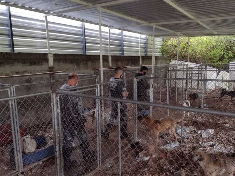 Cães resgatados de maus-tratos não sabem andar por viverem anos em caixas de transporte, diz polícia