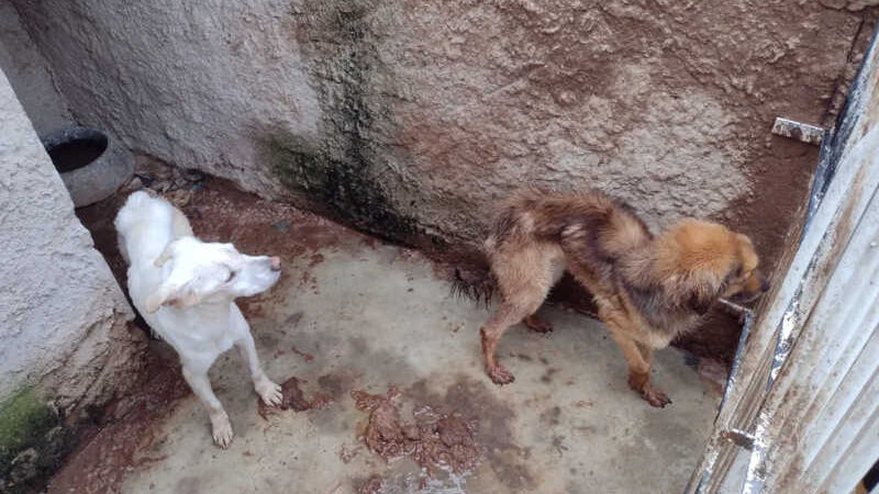 Mais de 300 cachorros eram mantidos sem água e alimentos em casa de Curitiba — Foto: Divulgação/Polícia Civil