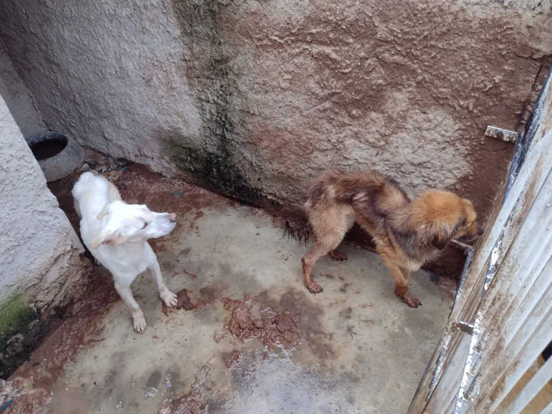 Mulher presa por maltratar mais de 200 cães era monitorada há mais de 9 anos pela Prefeitura de Curitiba, PR