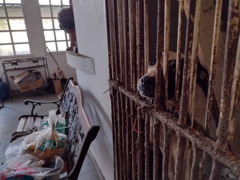 Mulher é presa após polícia resgatar mais de 300 cachorros mantidos sem água e alimentos em casa de Curitiba — Foto: Divulgação/Polícia Civil