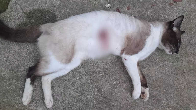 Gato morre baleado em condomínio com histórico de morte de animais (Foto: Reprodução/RICtv)
