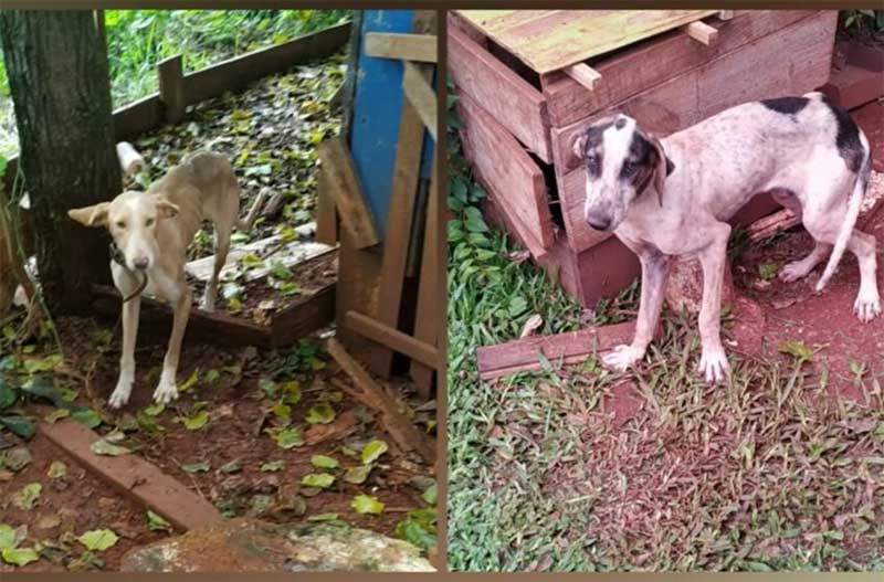 Após denúncia de maus-tratos, polícia encontra cães desnutridos e amarrados em correntes pequenas; uma mulher foi detida em Renascença, PR