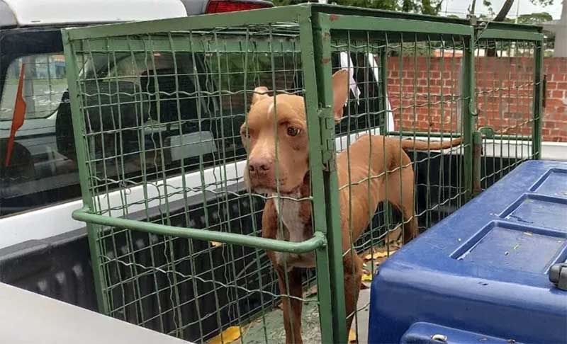 Jovem é preso após seu cão de estimação matar outro para se alimentar