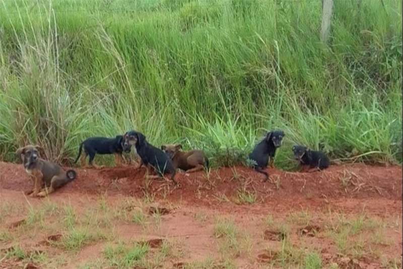 Filhotes de cachorro são encontrados abandonados em Paranavaí, PR