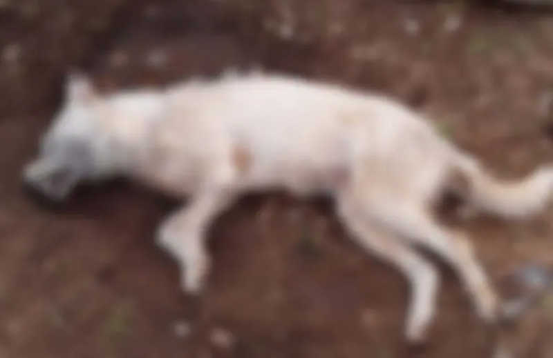 Constantes mortes de cães de rua em bairro de Fazenda Rio Grande (PR) assustam moradores