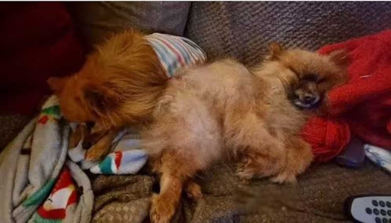 O cão idoso e seu novo irmãozinho dormindo em paz – Foto: reprodução / DailyMail
