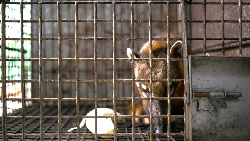 Nas últimas duas décadas, as autoridades peruanas apreenderam cerca de 100.000 espécies de animais selvagens vítimas de tráfico ilegal. (Foto: Serviço Nacional de Floresta e de Fauna Selvagem do Peru)
