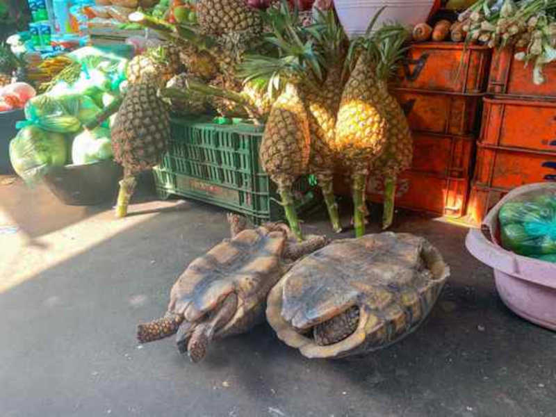As tartarugas também não escapam das mãos dos suspeitos e são vendidas vivas. A imagem acima mostra a estratégia para elas não fugirem: os animais são colocados com o casco para baixo. Foto: Paula Bayarte/EFE - 04.12.2022