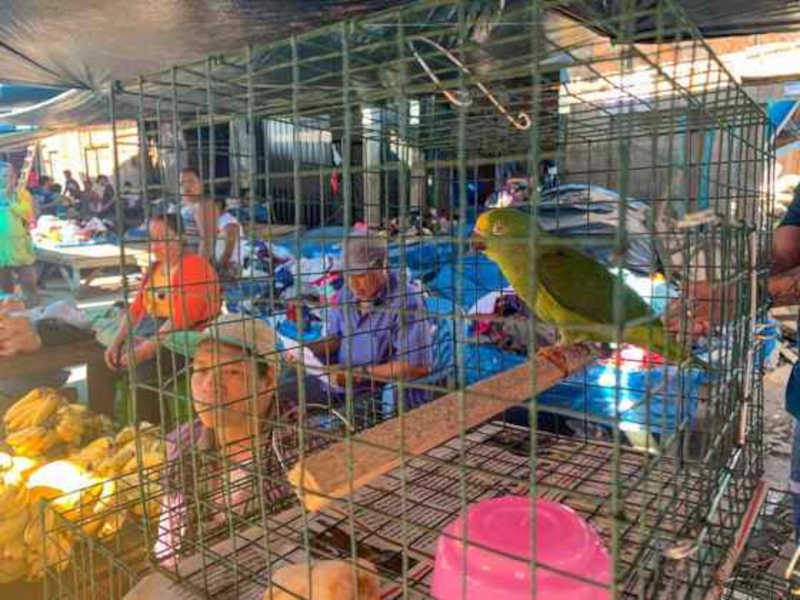 Os pássaros tropicais também são alvo dos criminosos. Foto: Paula Bayarte/EFE - 04.12.2022