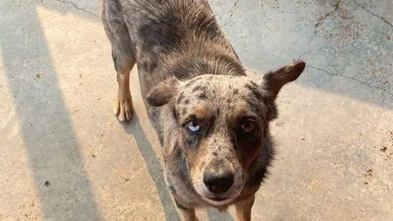 Após tutor morrer, cachorro continua na frente de hospital e é adotado por funcionários em Porto Velho — Foto: Reprodução/Redes Sociais
