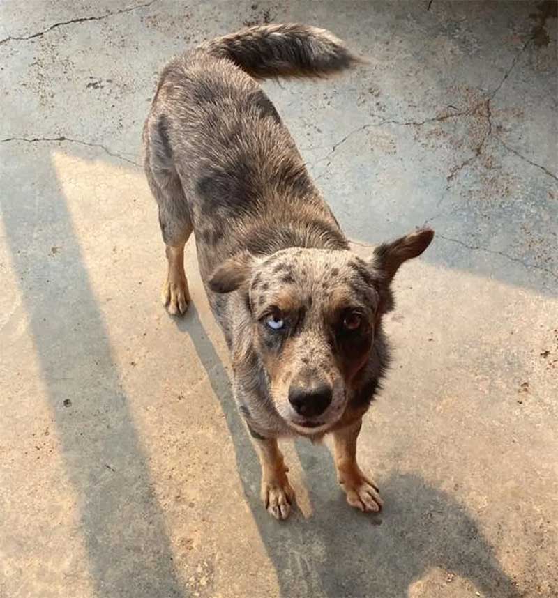 Após tutor morrer, cachorro continua na frente de hospital e é adotado por funcionários em Porto Velho, RO