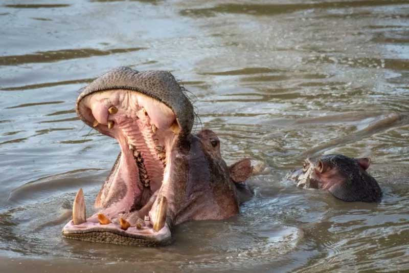 Por que hipopótamos viraram alvo de caçadores