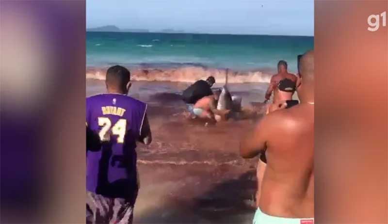 Baleias encalham em praia de Arraial do Cabo (RJ) e banhistas entram em pânico pensando ser ataque de tubarão
