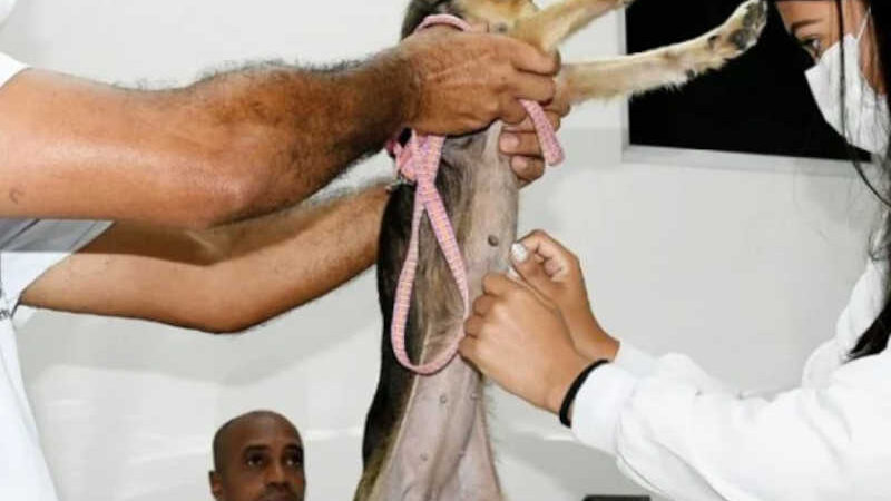 Nova Iguaçu oferece serviço de castração animal de forma gratuita. Imagem: Divulgação