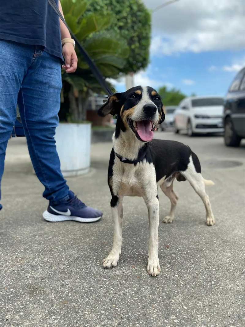 Cachorro abandonado que correu atrás do suposto tutor no Rio é encontrado e será colocado para adoção