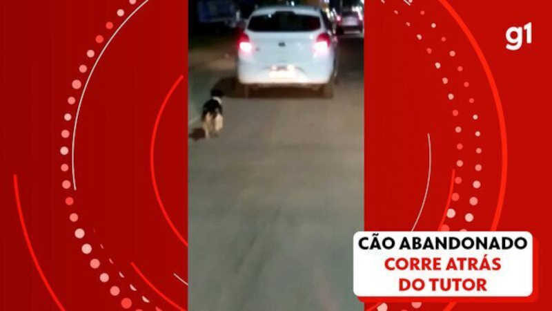 Cachorro é abandonado por motorista e corre desesperado atrás do carro