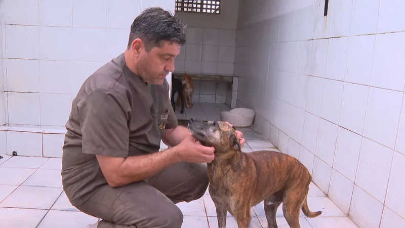 Veterinário explica que muitos animais abandonados morrem de depressão — Foto: Reprodução/TV Globo