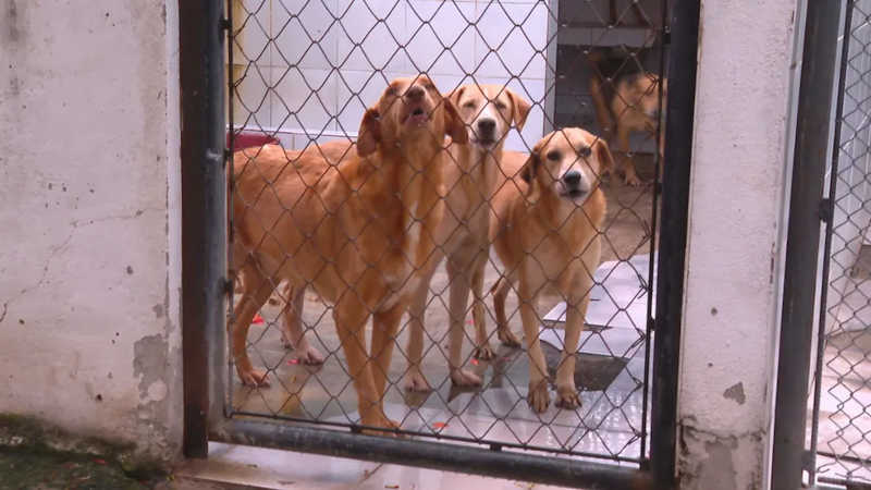 Suipa tem hoje 2.200 animais para doação — Foto: Reprodução/TV Globo