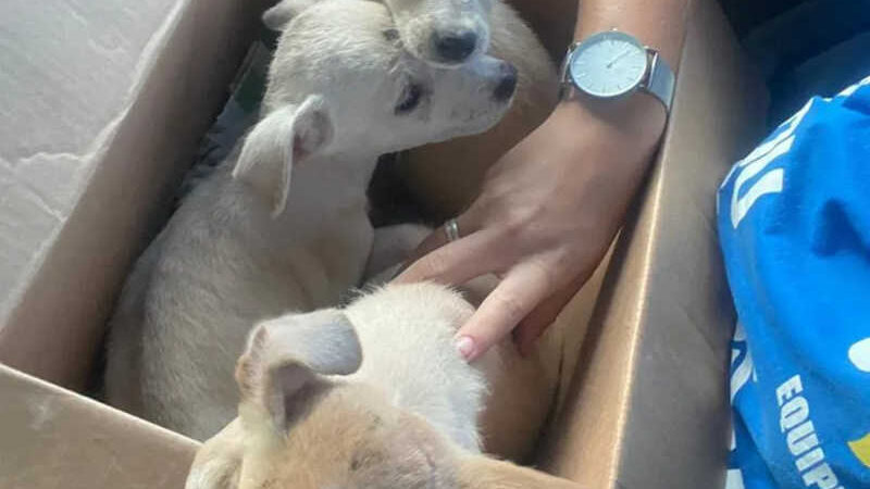 Cães abandonados em Curicica são resgatados — Foto: Reprodução
